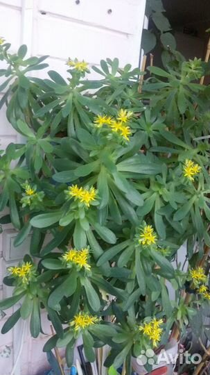 Редкие растения