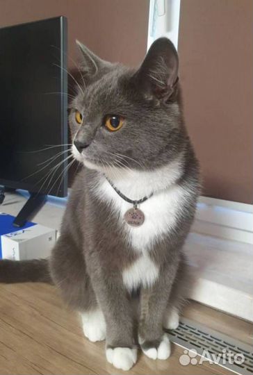 Адресник для питомца