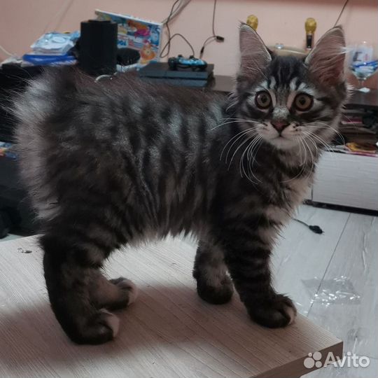 Курильский бобтейл