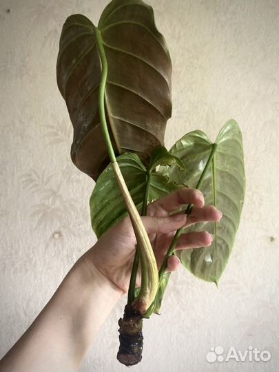 Редкий филодендрон эсмиралденси