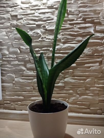 Комнатные цветы