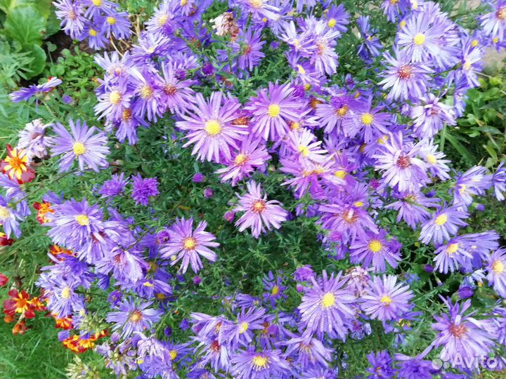 Цветы многолетники