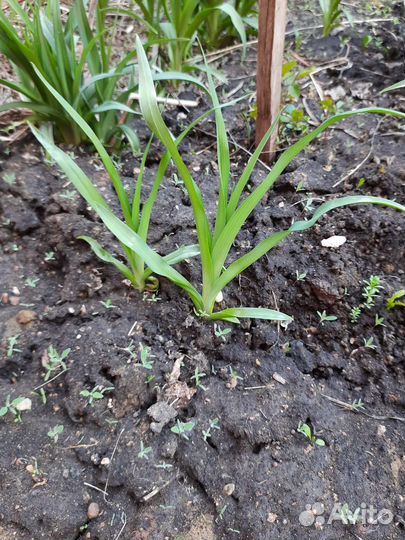 Рассада петуньи, бархатцев, астра. Лилейник