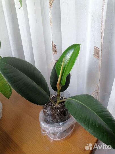 Фикус каучуконосный