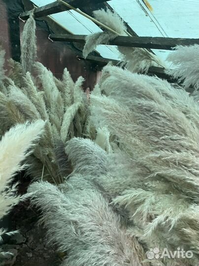 Пампасная трава. Кортадерия