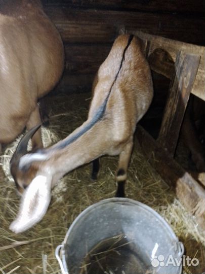 Нубийский козел