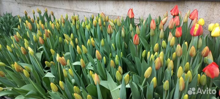Тюльпаны к 8 марта опт и розница