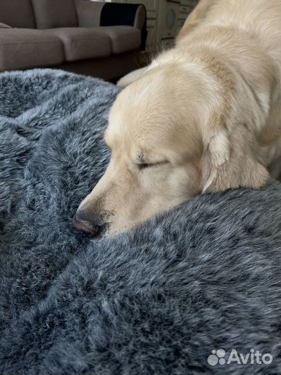 Лежак для больших собак