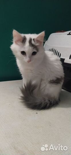 Котенок мальчик