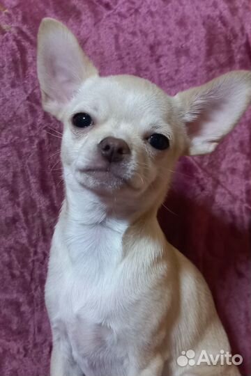 Чихуахуа мини девочка