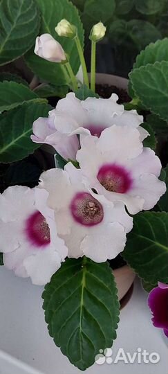 Глоксиния цветущая