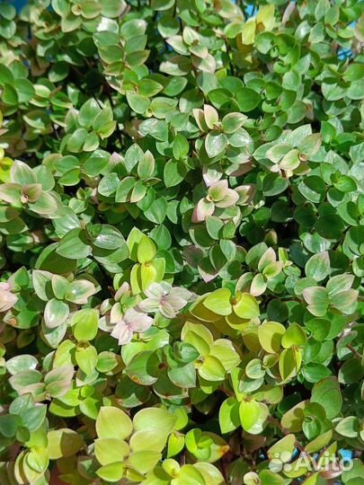 Традесканции, каллизии