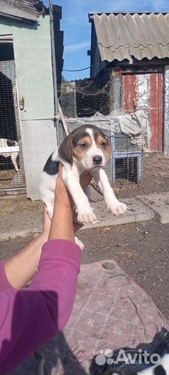 Собаки. рпг