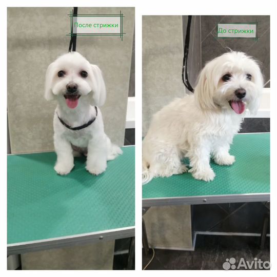 Груминг грумер стрижка собак