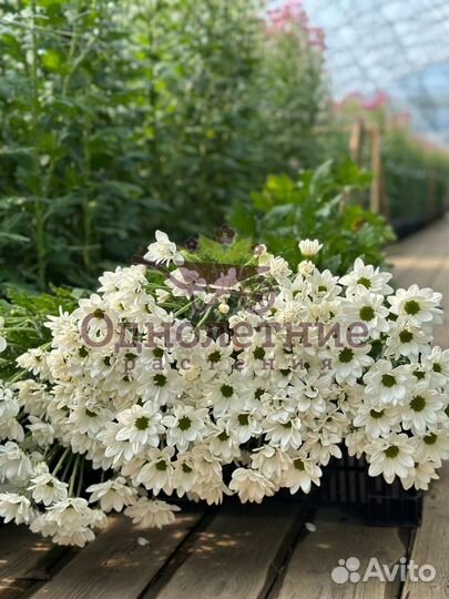 Хризантема Кустовая и Одноголовая / Букеты