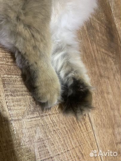 Продаю котёнка