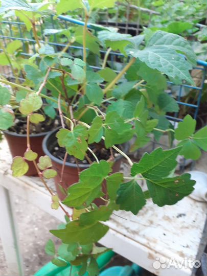 Декоративный виноград вичи (прилипало)