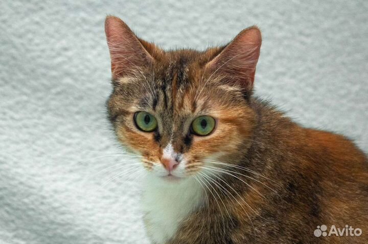 Трехцветная кошка