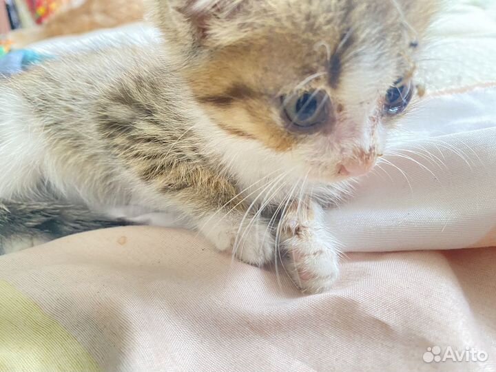 Отдам в добрые руки