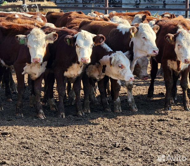 Телки грейфрод 6 месячные 63 голов