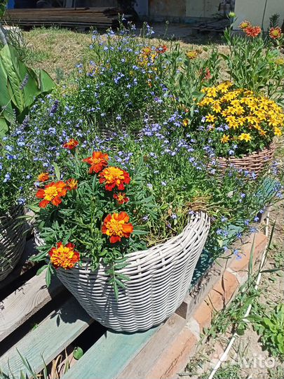 Цветущее кашпо