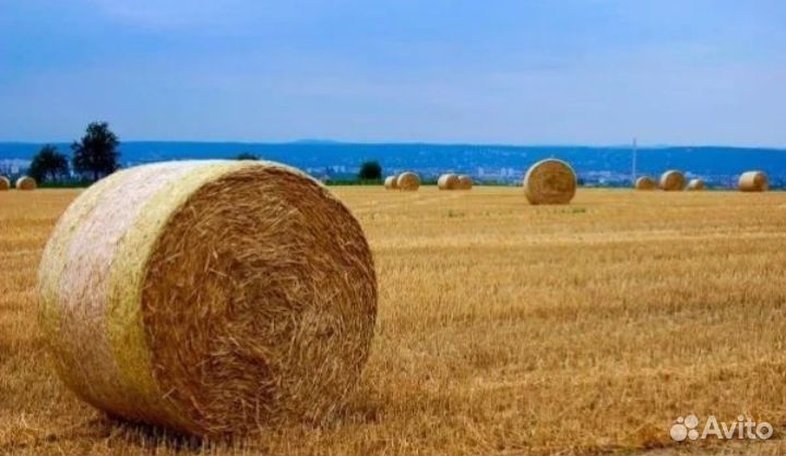 Сено солома