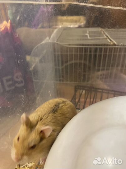 Хомяк Джунгарик