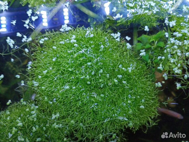 Водоросли для аквариума
