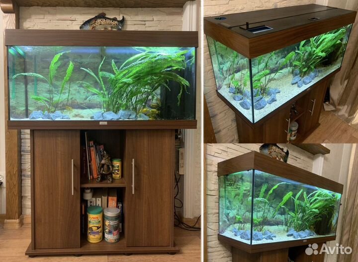 Аквариум. Криптокорина. Еллоу