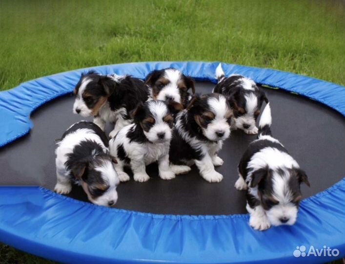 Мальчики Бивер и Девочки Бивер