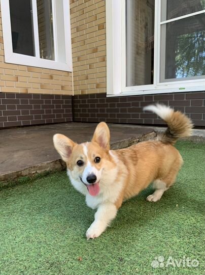 Вельш-корги щенки