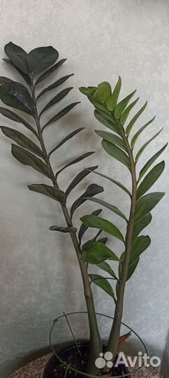 Декоративнолиственные