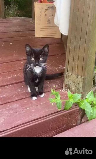 Котята в добрые руки бесплатно