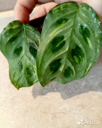 Маранта Бьюти Ким