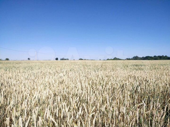 Участок 2,5 га (ИЖС)