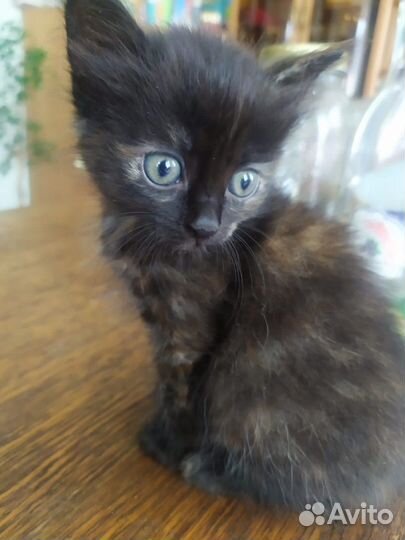 Метисы бенгала