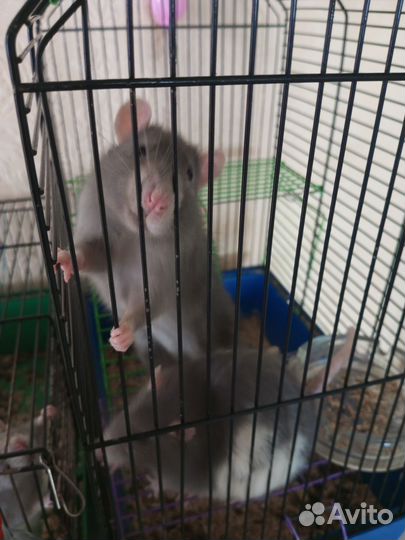 Крыса дамбо