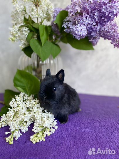 Мини декоративный кролик