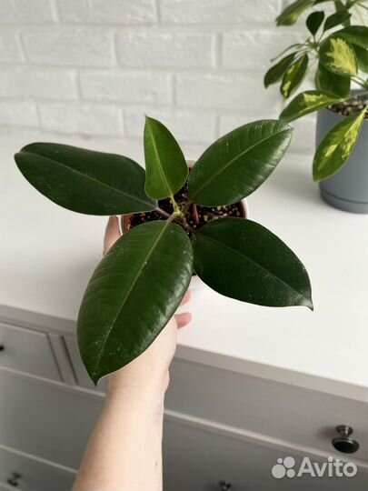 Фикус эластика Абиджан, цветы для дома и офиса