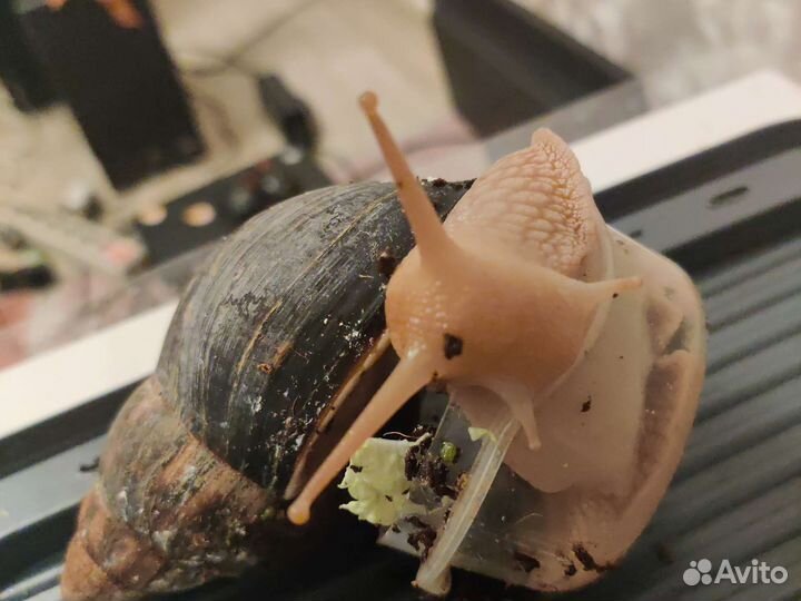 Ахатина малыши