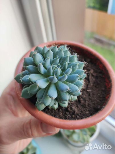 Суккуленты, цветы комнатные