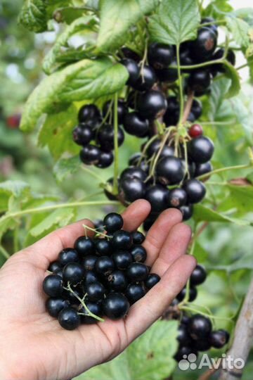 Саженцы черной смородины и красной