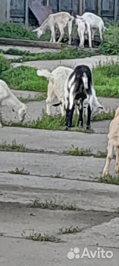 Продам корову,коз,бычков,на мясо