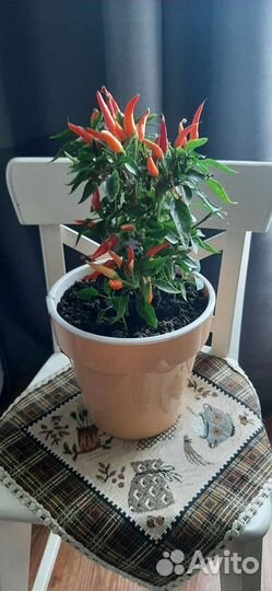 Перец комнатный сладкий