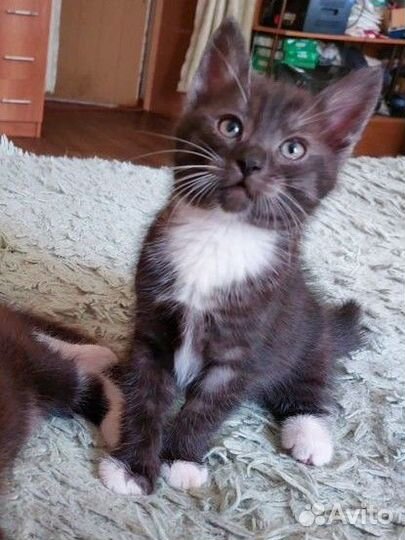 Кошка в дар бесплатно