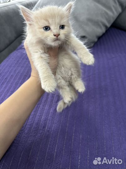 Котята мейн-кун