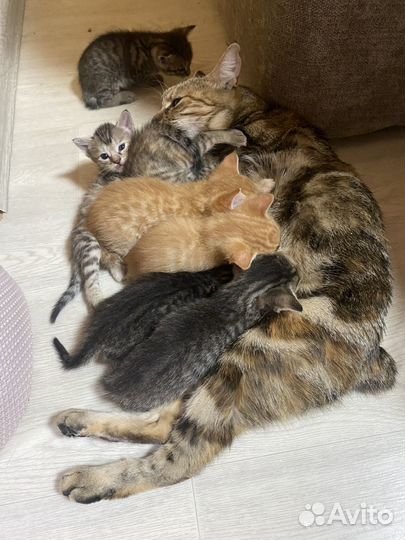 Котята в добрые руки даром