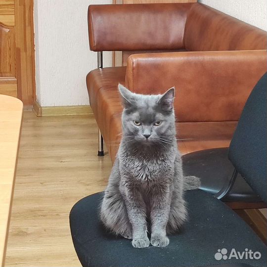Русская голубая