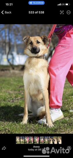 Отдам в добрые руки