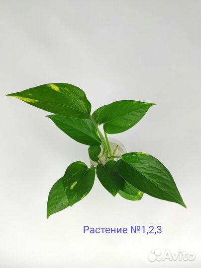 Эпипремнум золотистый, лиана